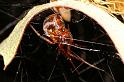 Parasteatoda_decorata_D7933_Z_89_North Stradbroke island_Australie